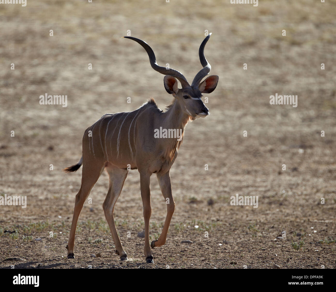 Kudu maggiore (Tragelaphus strepsiceros) buck, Kgalagadi Parco transfrontaliero, Sud Africa Foto Stock