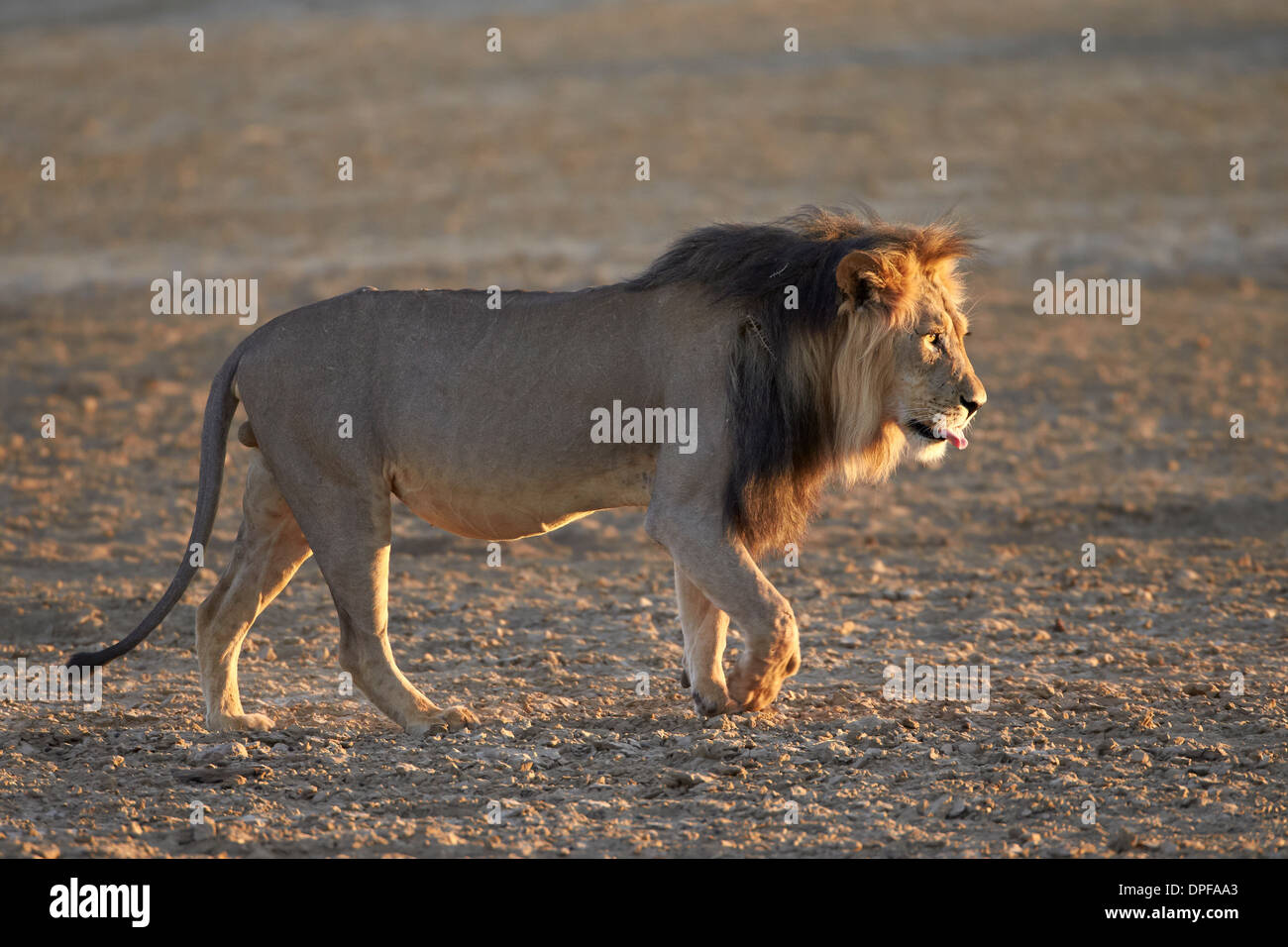 Lion (Panthera leo), Kgalagadi Parco transfrontaliero, abbracciando l'ex Kalahari Gemsbok National Park, Sud Africa e Africa Foto Stock