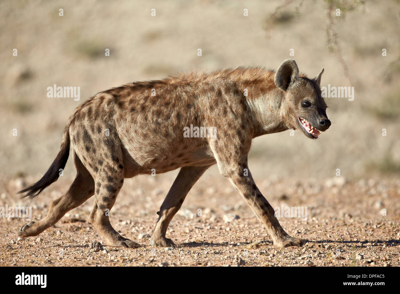 Avvistato iena) (spotted hyaena) (Crocuta crocuta), Kgalagadi Parco transfrontaliero, Sud Africa Foto Stock