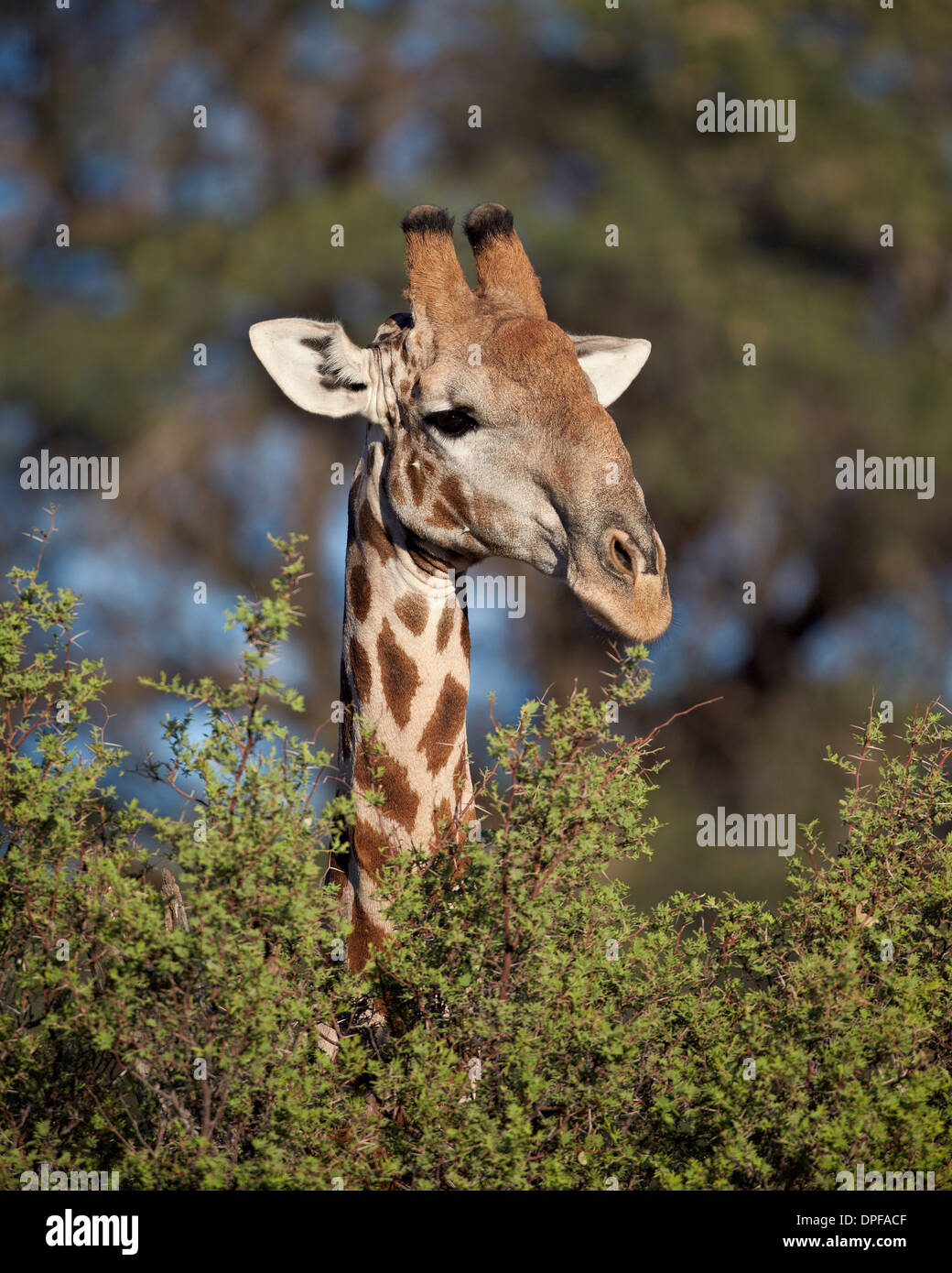 Cape giraffe (Giraffa camelopardalis giraffa) alimentazione, Kgalagadi Parco transfrontaliero, Sud Africa Foto Stock