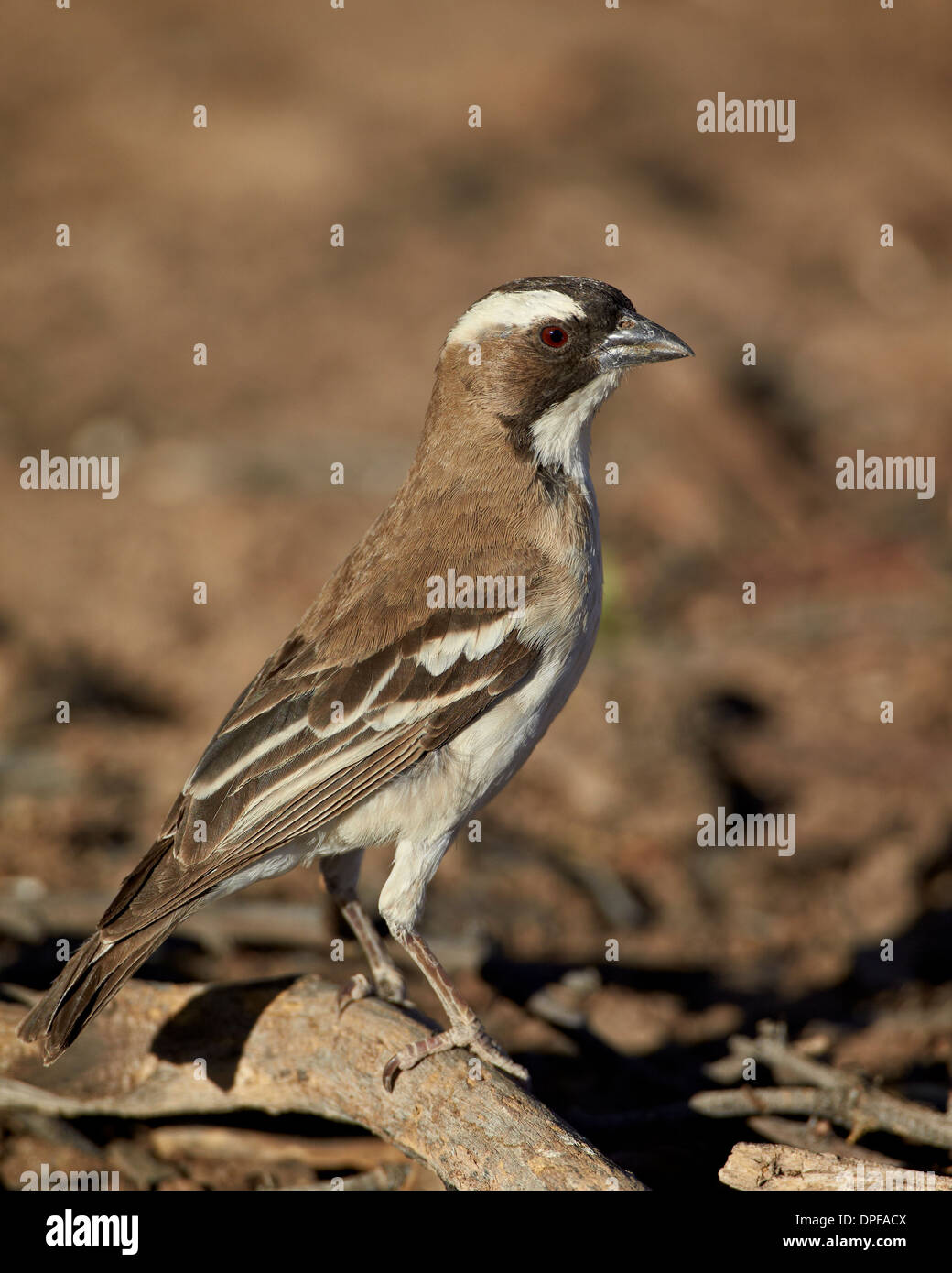 Bianco-browed sparrow-weaver (Plocepasser mahali), Kgalagadi Parco transfrontaliero, Sud Africa Foto Stock