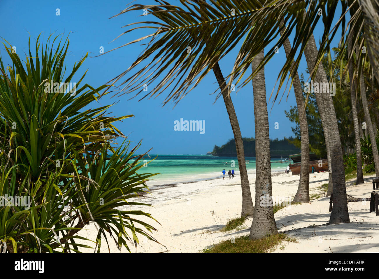 Gli alberi di palma, Bwejuu Beach, Zanzibar, Tanzania, Oceano indiano, Africa orientale, Africa Foto Stock