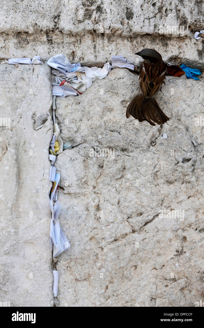 Richieste di preghiera nella crepa del muro occidentale di Gerusalemme, Israele, Medio Oriente Foto Stock