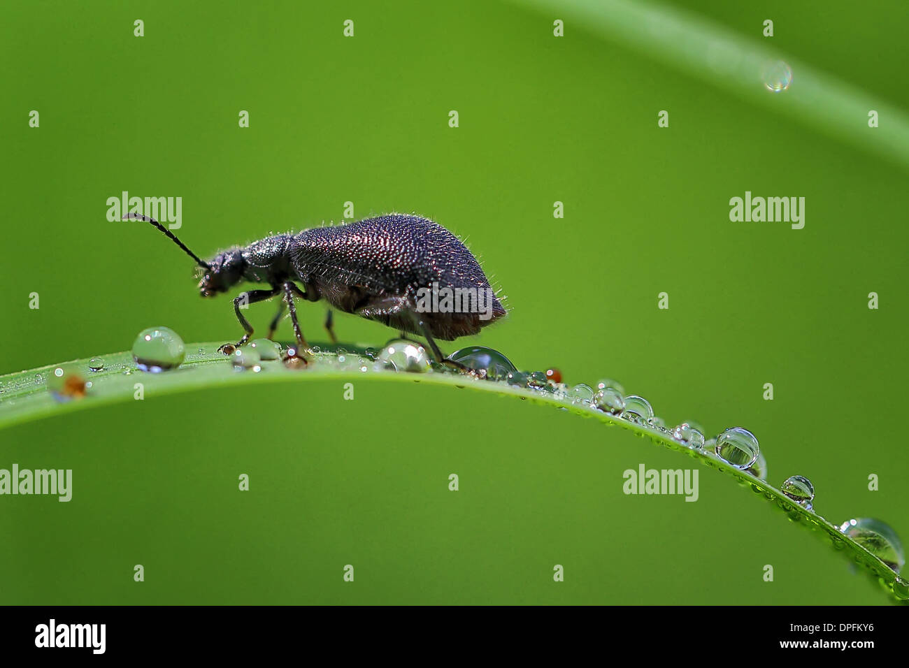 Black-Leaf Bug a piedi su erba rugiadosa leaf Foto Stock