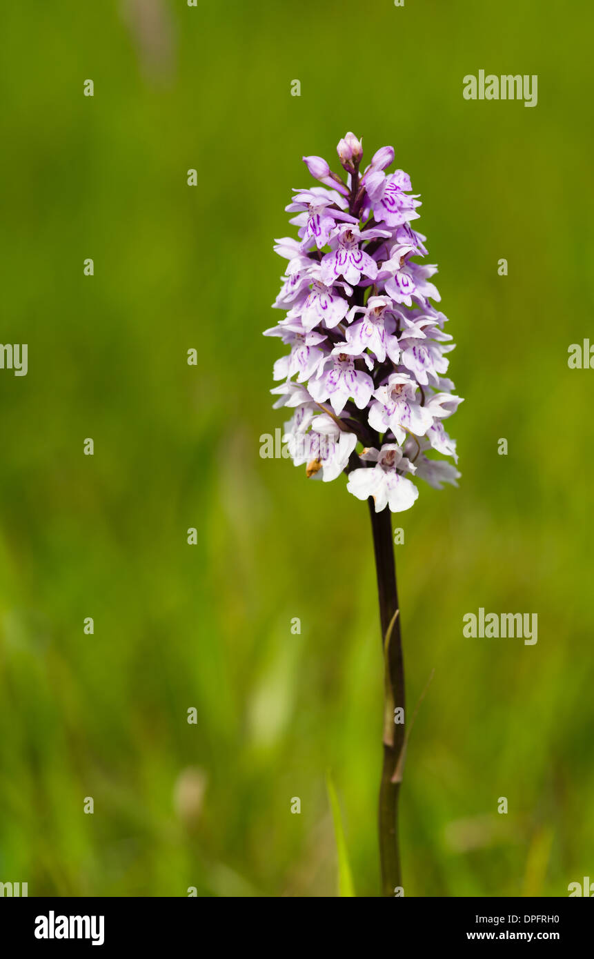 Common spotted orchid - Dactylorhiza fuchsii Foto Stock