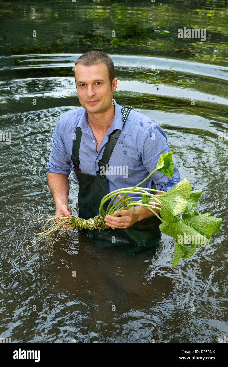 Wasabi cresce in primavera acqua con produzione di manager james haerper del wasabi Company, Dorset, Regno Unito Foto Stock