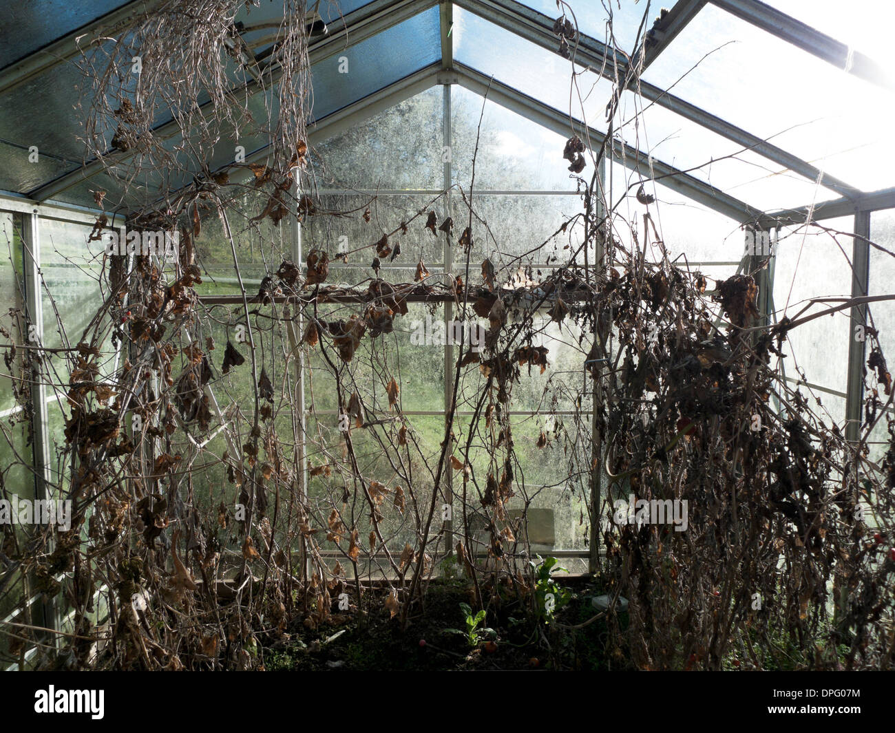 Piante di pomodori morti immagini e fotografie stock ad alta risoluzione -  Alamy