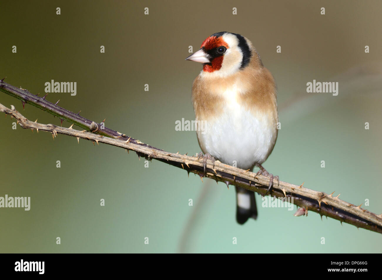 Un cardellino su un rovo REGNO UNITO Foto Stock