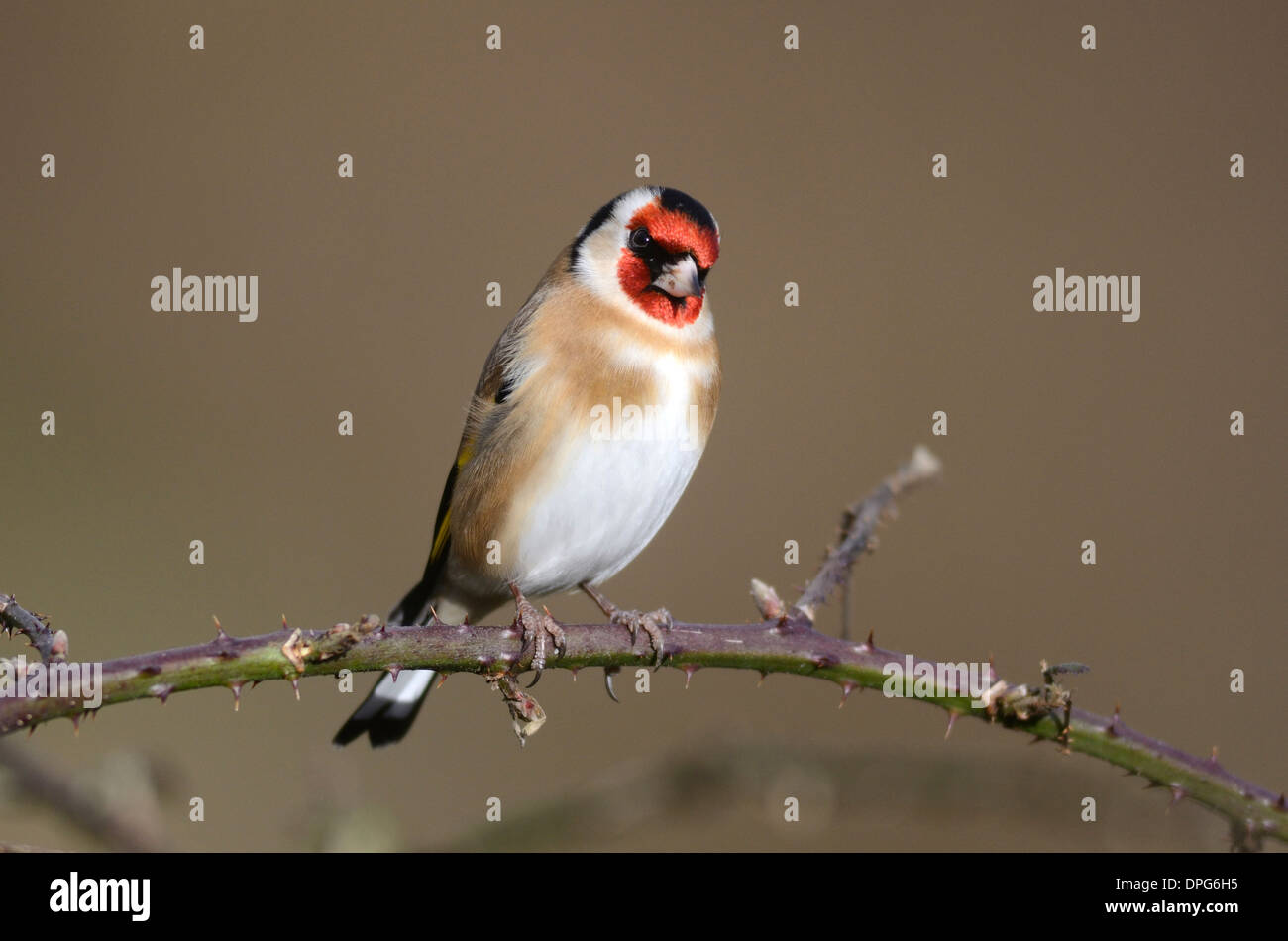 Un cardellino UK Foto Stock