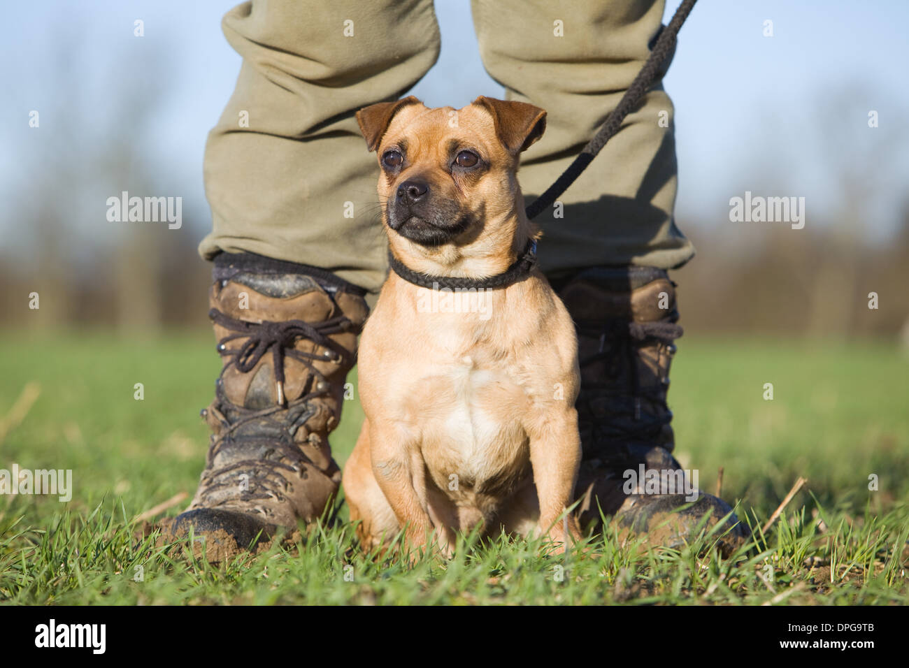 Un Pug cross Jack Russel Terrier seduto con il suo proprietario su un fagiano sparare in Inghilterra Foto Stock