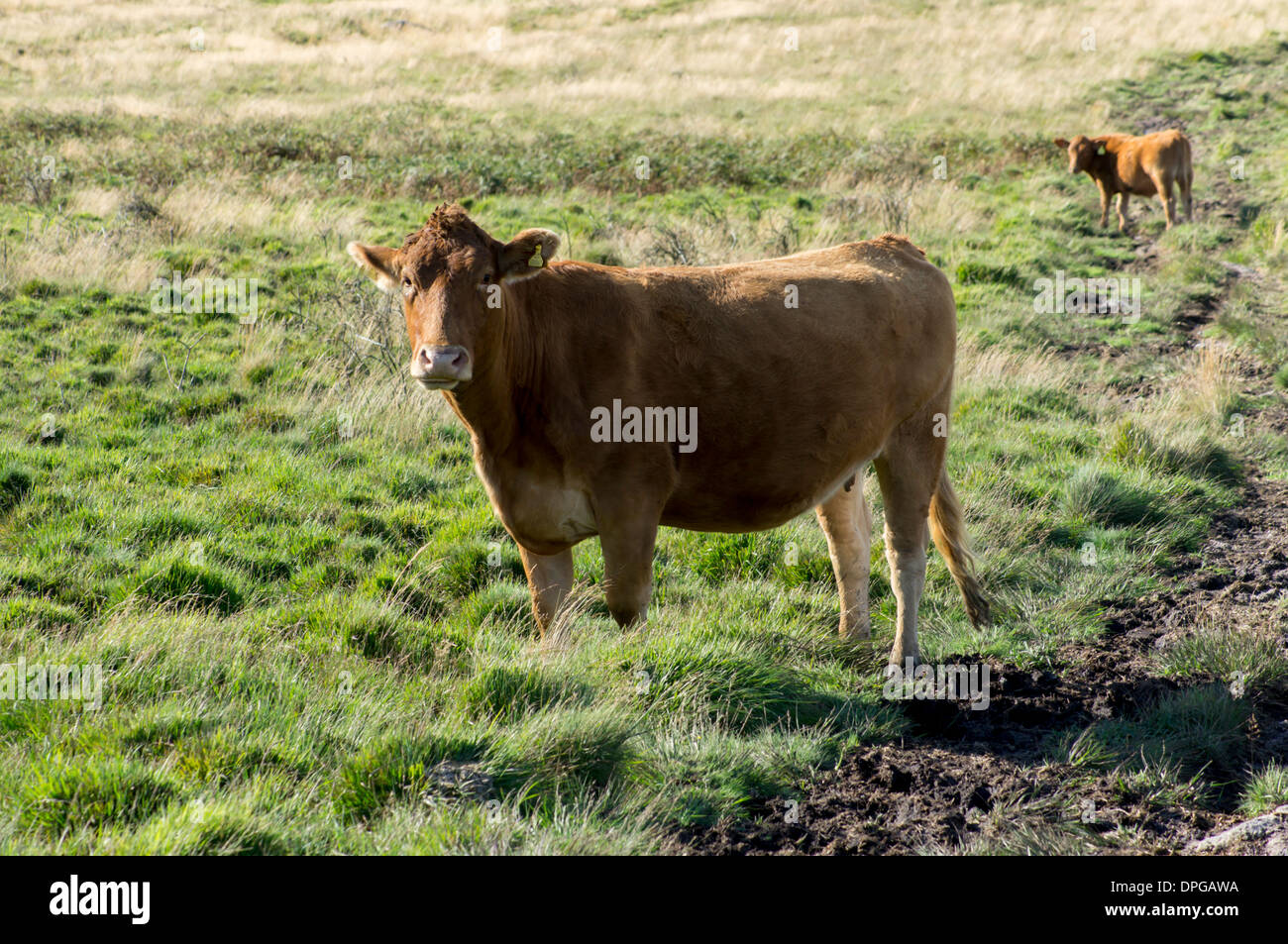 Regno Unito, Inghilterra, Devon e Dartmoor mucca Foto Stock