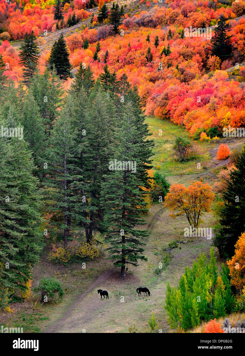 Cavalli al pascolo nella valle di autunno aspen e di alberi di acero Foto Stock