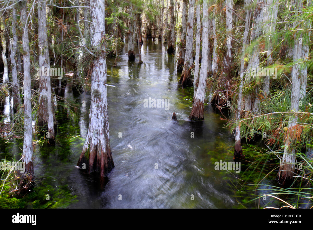 Florida Maimi Everglades National Park Main Park Road, Pa-hay-okee si affacciano cipressi alberi che precipitano acqua in movimento, natura scenario naturale, Foto Stock