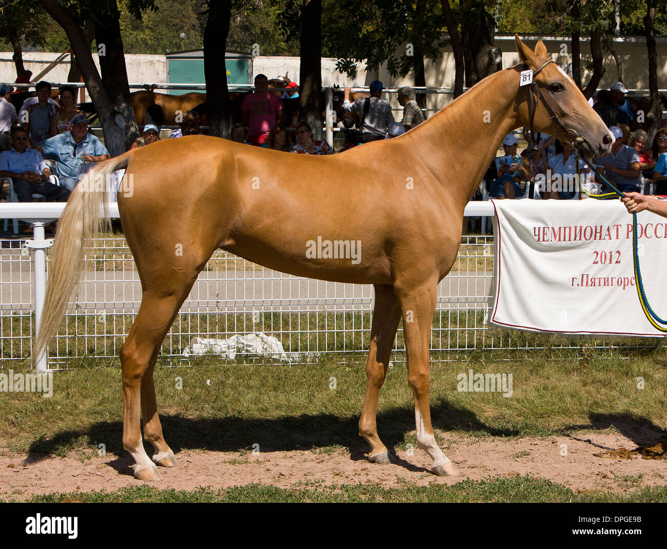 Ritratto di cavallo akhal-teke, Caucaso Foto Stock