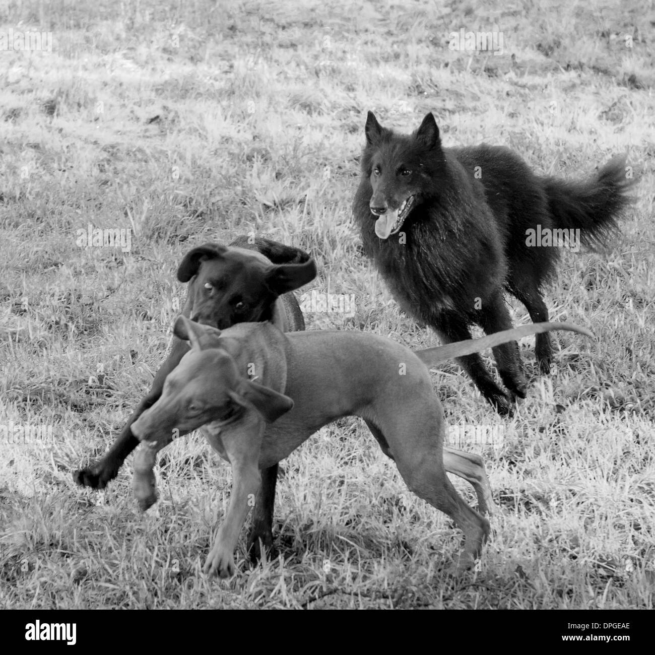 Un Groenendael pastore belga, Ungherese Vizla e Nero Labrador giocando insieme Foto Stock