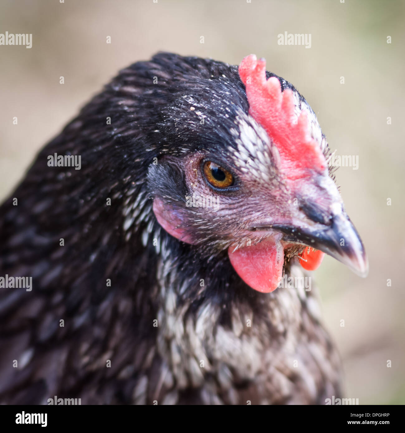 Ibrido ritratto di gallina Foto Stock