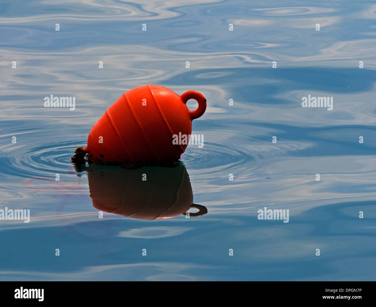 Un rosso brillante boa galleggianti placidamente sulle acque blu Foto Stock