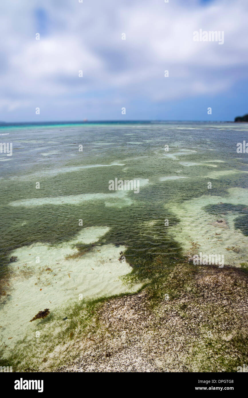 Le alghe (Zostera), Seychelles, Indian Ocea, Africa - Dicembre 2013. Foto Stock