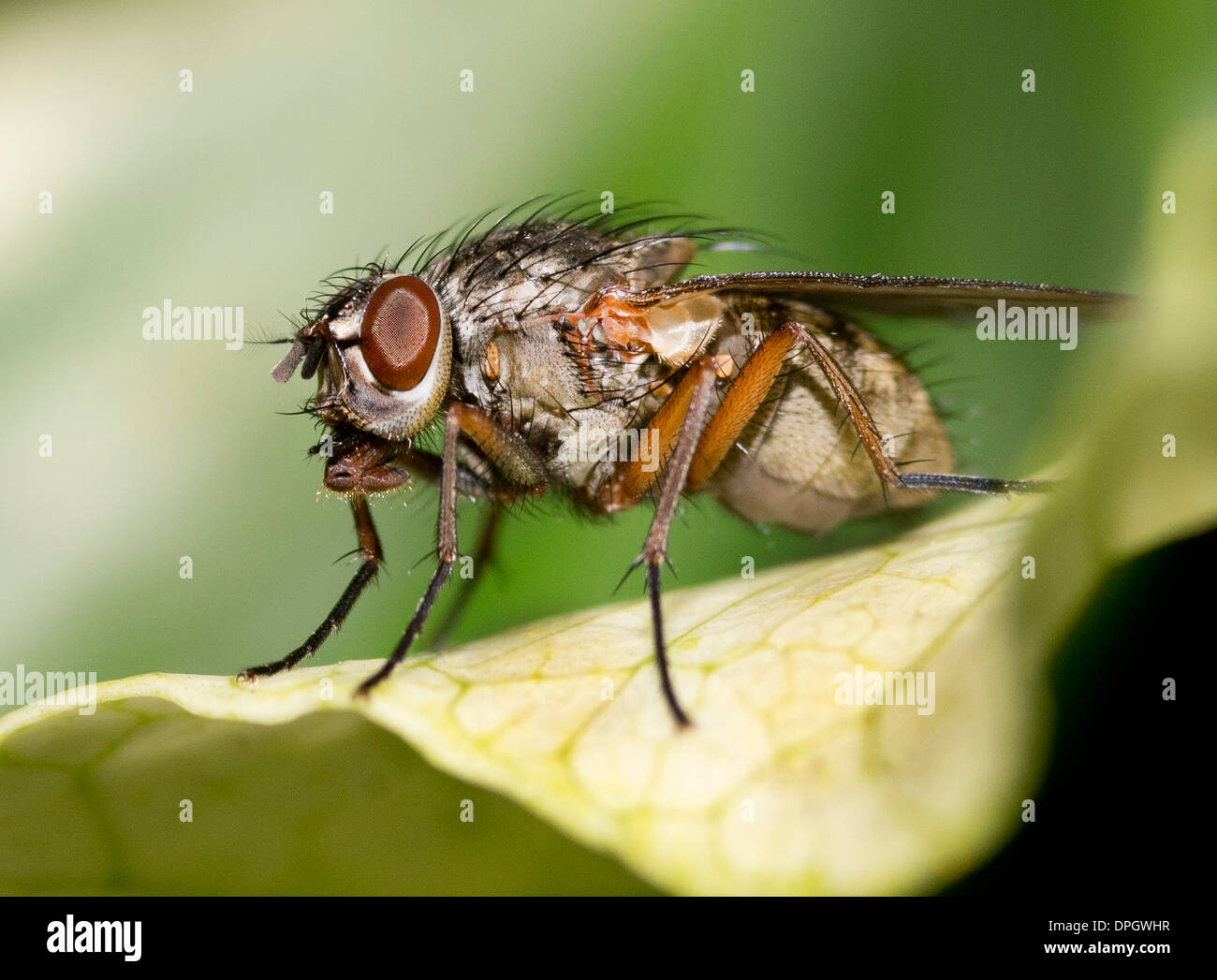 Una carne volare in appoggio su una foglia, Sarcophagidae Foto Stock
