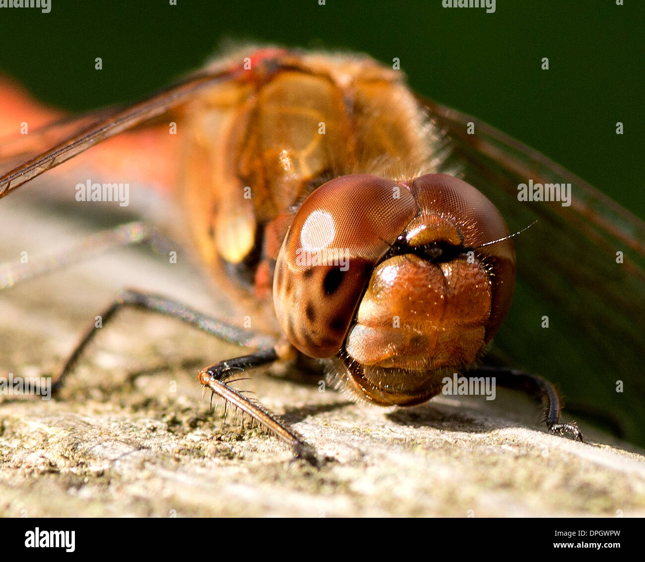 Un rosso venato darter dragonfly in appoggio su un cancello, Sympetrum fonscolombii Foto Stock