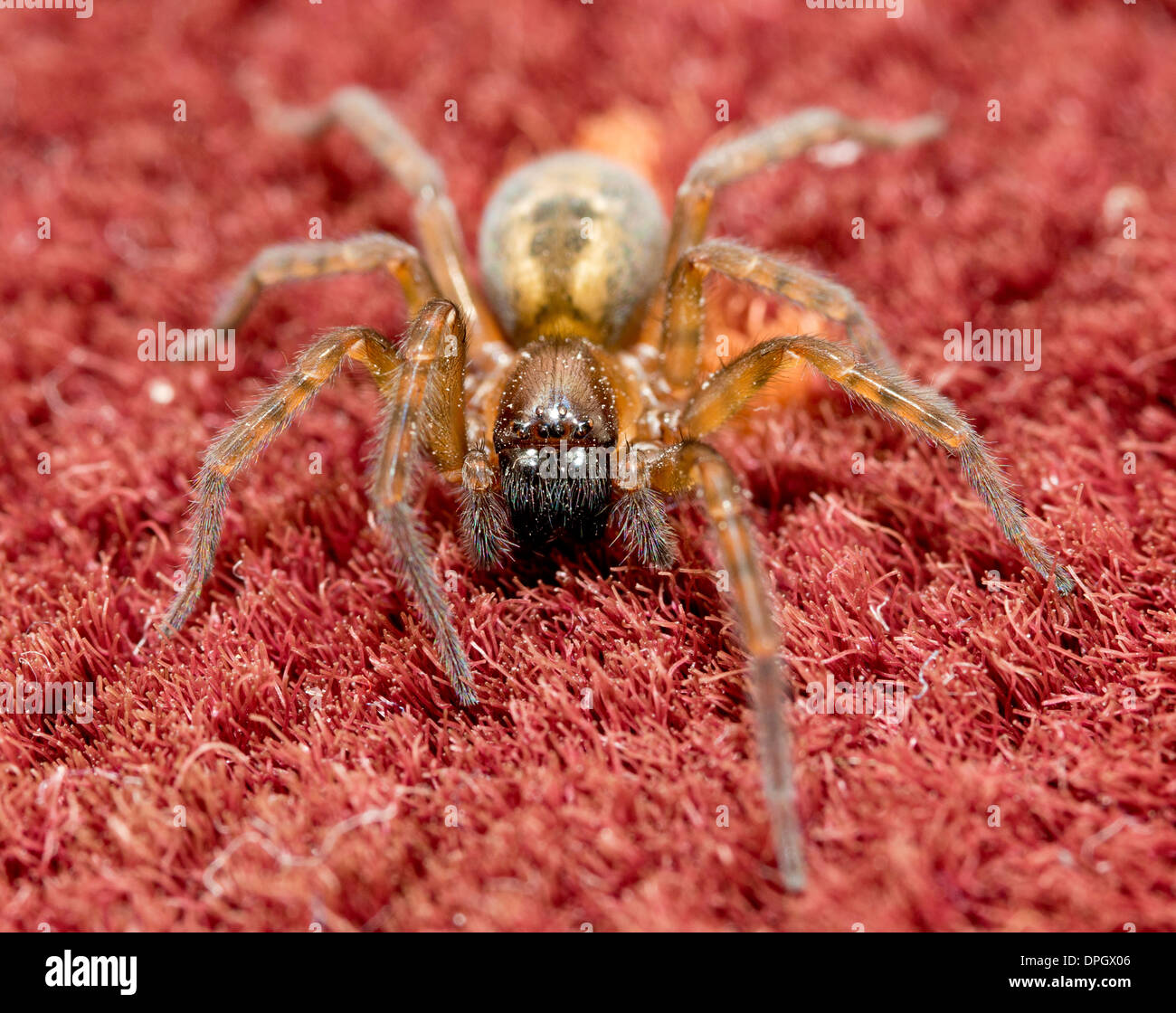 Una casa comune spider camminando su un tappeto, Parasteatoda tepidariorum Foto Stock