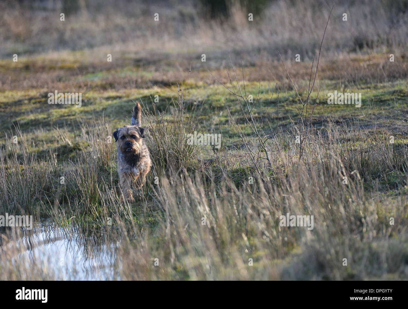 Border terrier Foto Stock