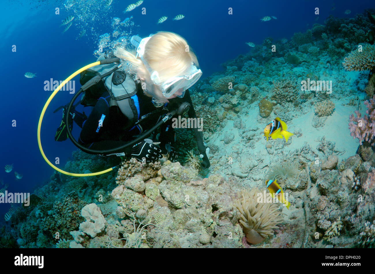 Sommozzatore guardando due-nastrare clownfish, Anemonefish (Amphiprion bicinctus), Mar Rosso, Egitto, Africa Foto Stock