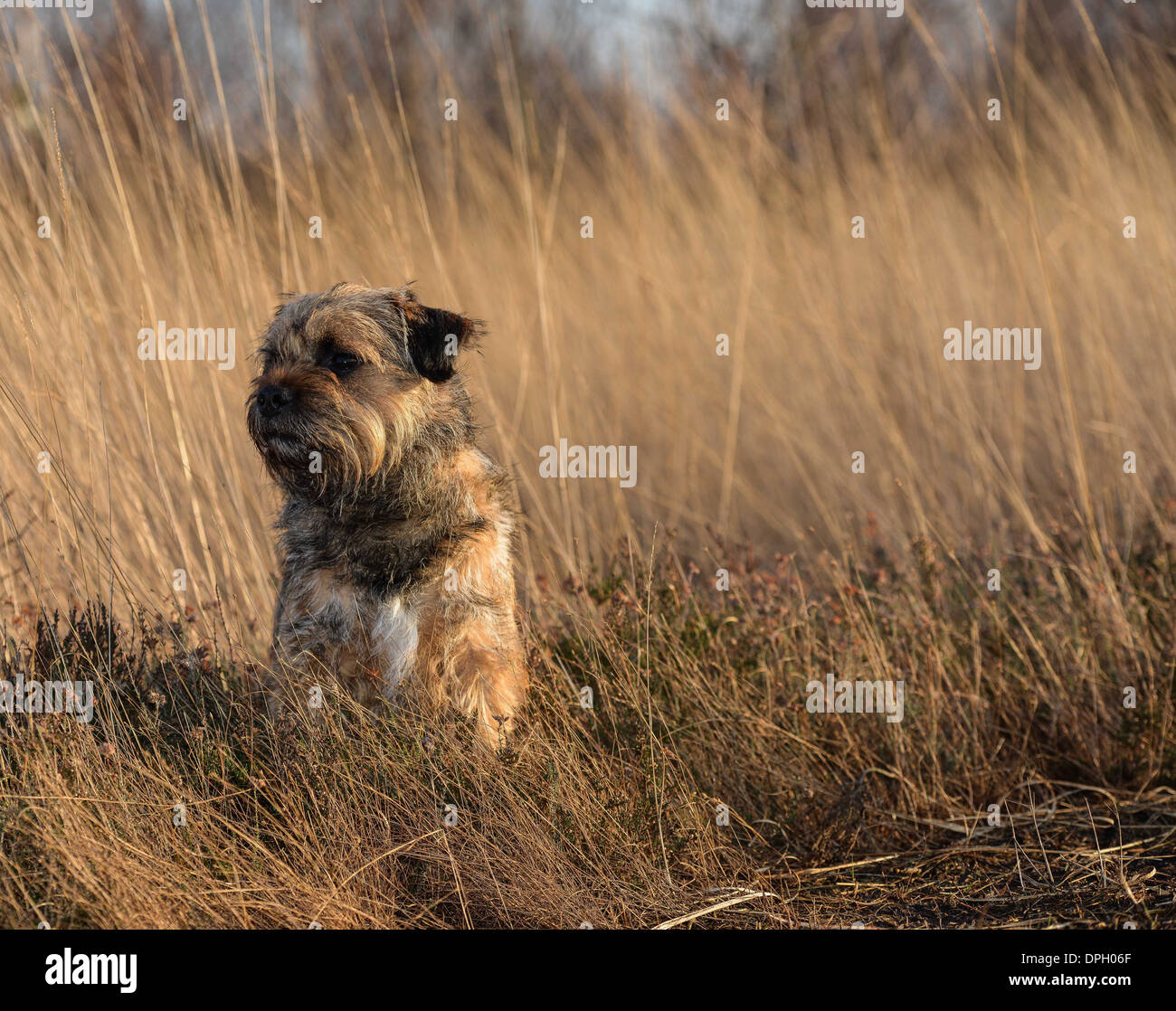 Border terrier Foto Stock