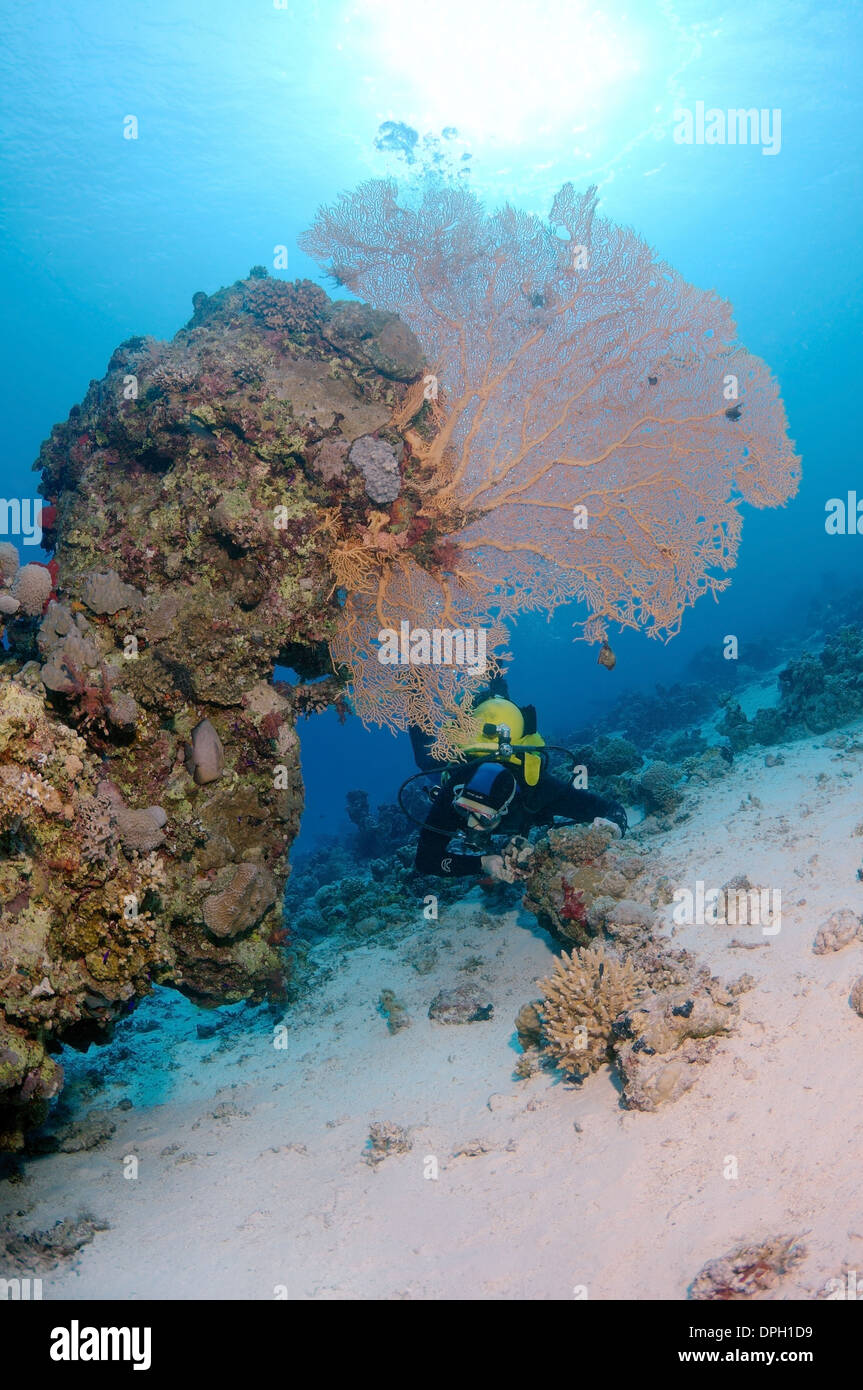 Sommozzatore guardando Venere ventilatore, Venus Sea ventola, mare comune ventola, West Indian Sea ventola o viola di gorgonie seafan (Gorgonia flabellum). Foto Stock