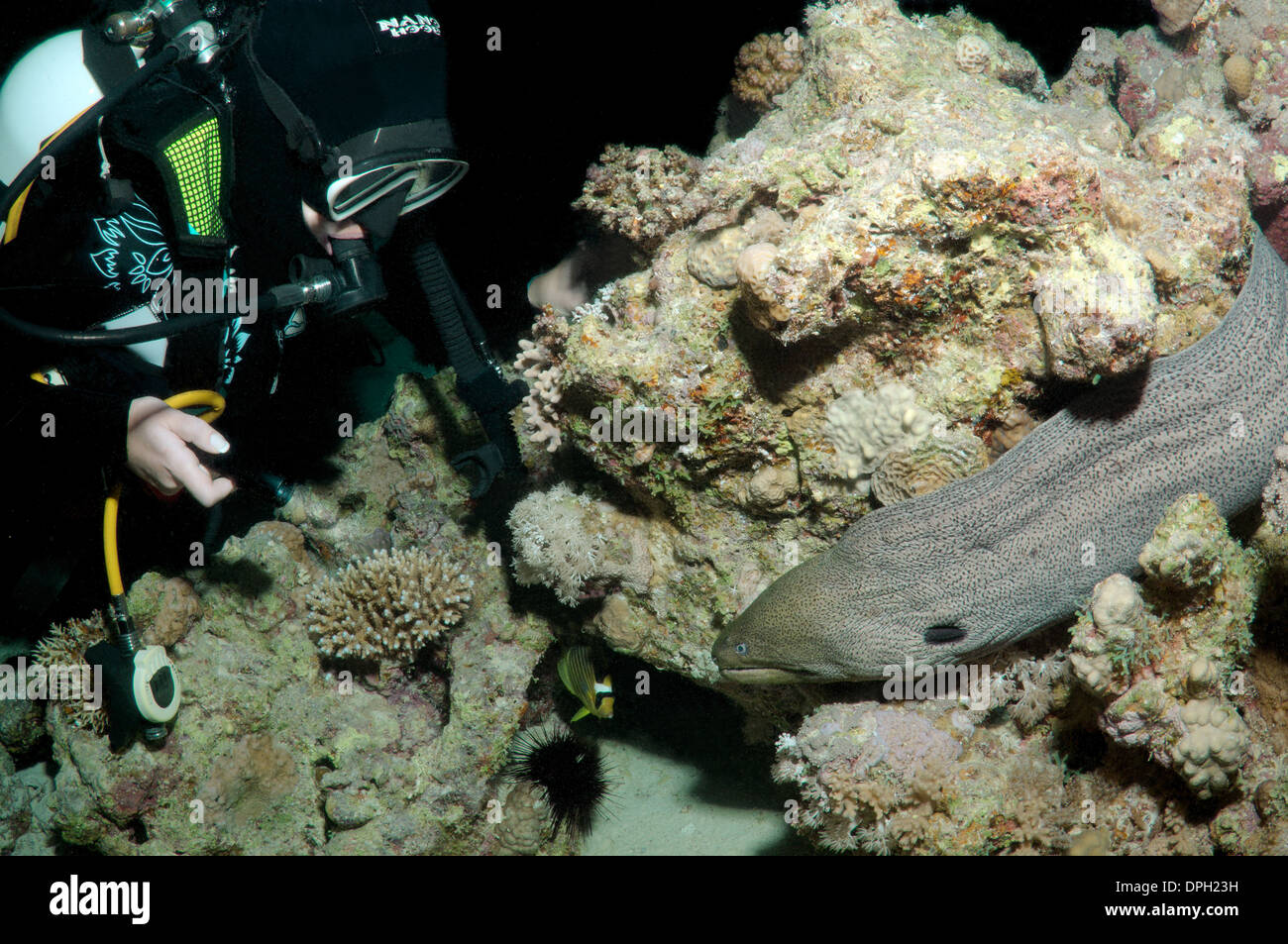 Murena Gigante (Gymnothorax javanicus) in immersioni notturne,, Mar Rosso, Egitto, Africa Foto Stock