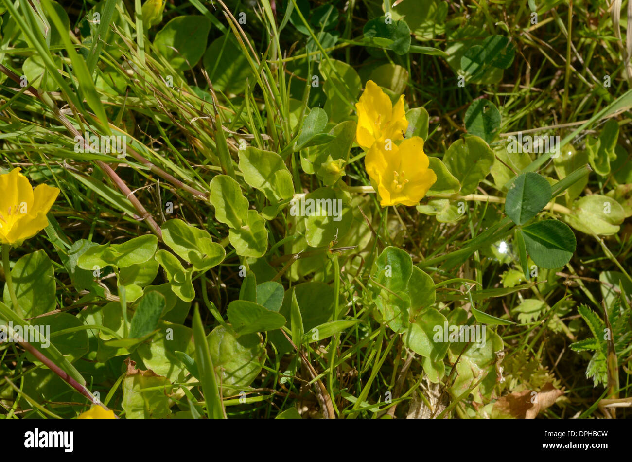 Creeping-Jenny, Lysimachia nummularia Foto Stock