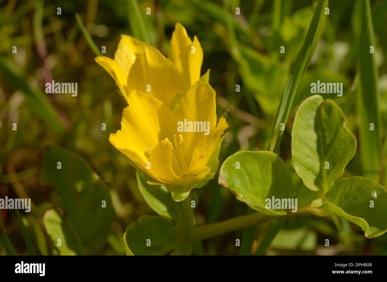 Creeping-Jenny, Lysimachia nummularia Foto Stock