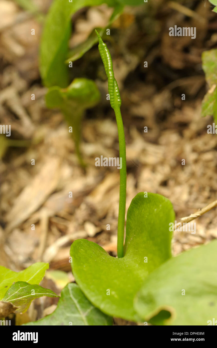 Il sommatore di lingua, felce Ophioglossum vulgatum Foto Stock