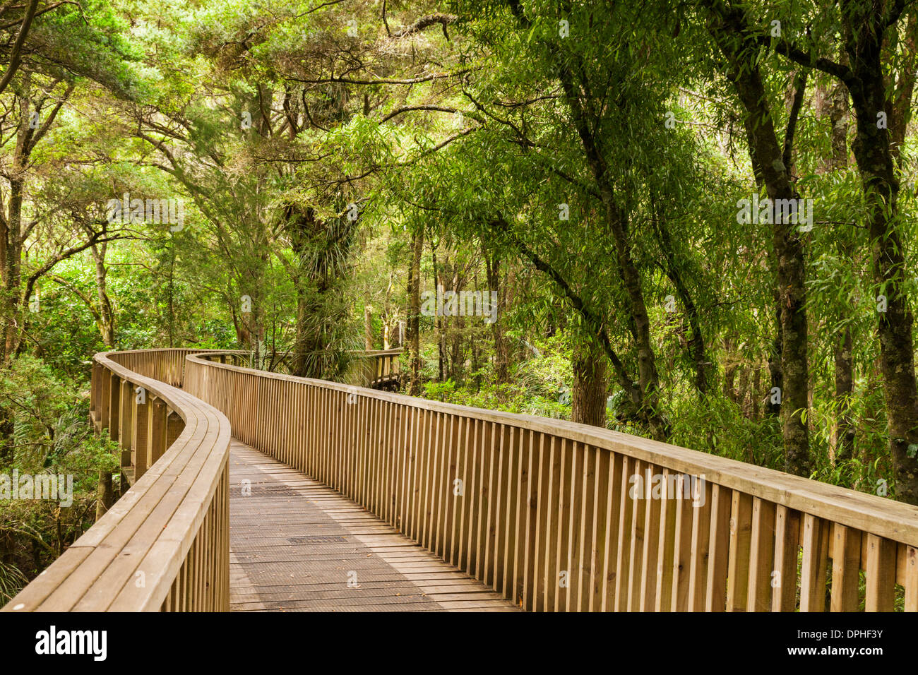 Il pontile, 14 metri sopra il suolo della foresta, in AH Reed Memorial Park, Whangarei. Foto Stock