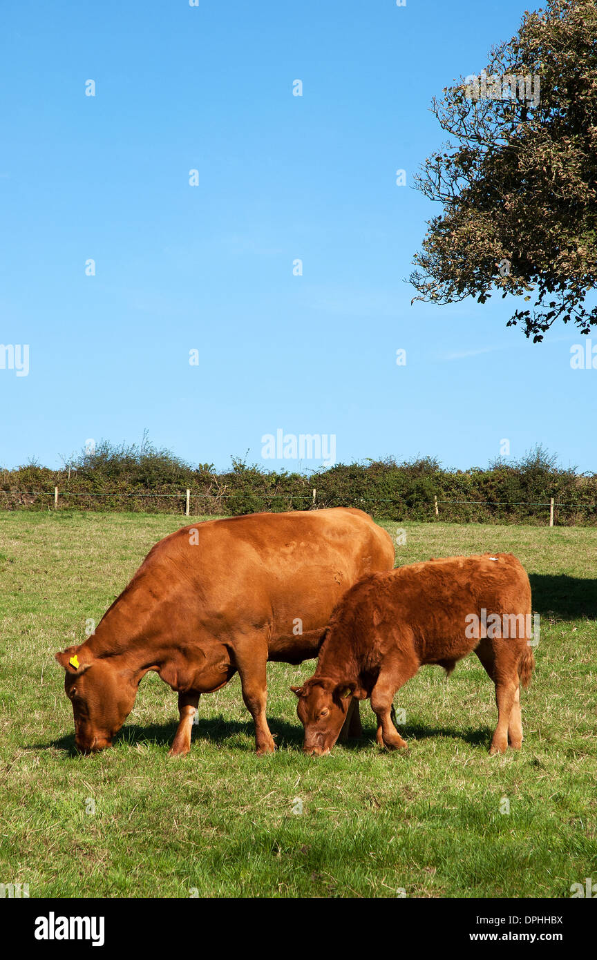 Rosso rubino devon bovini Foto Stock