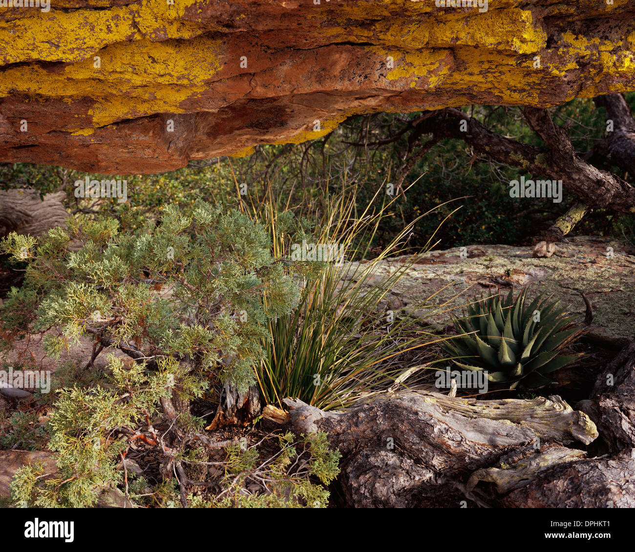 Chiricahua National Monument, Echo Canyon Trail Foto Stock