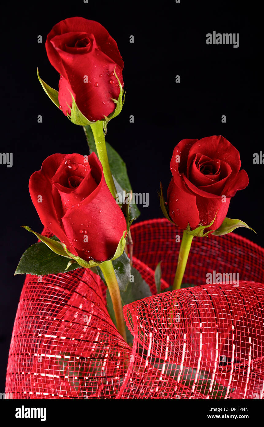 Rose rosse su sfondo nero Foto stock - Alamy