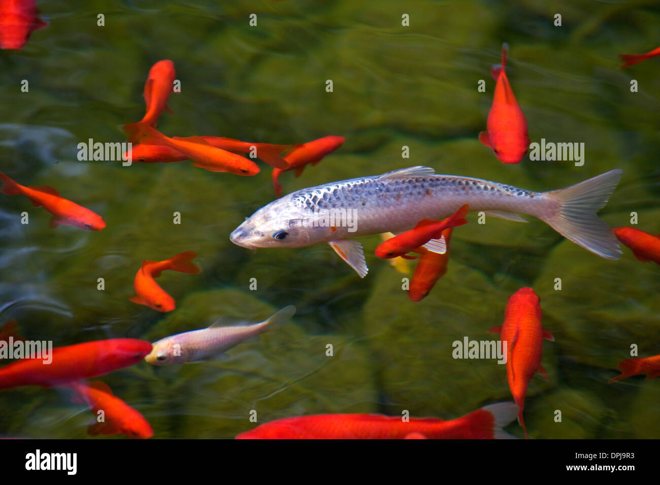 Stagno di Koi Foto Stock