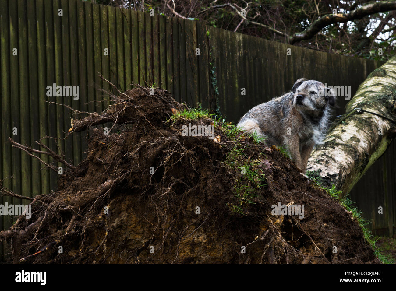 Border terrier cane al di fuori del nastro in betulla Foto Stock