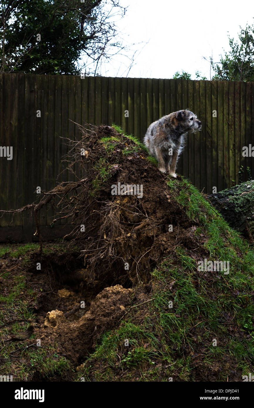 Border terrier cane al di fuori del nastro in betulla Foto Stock
