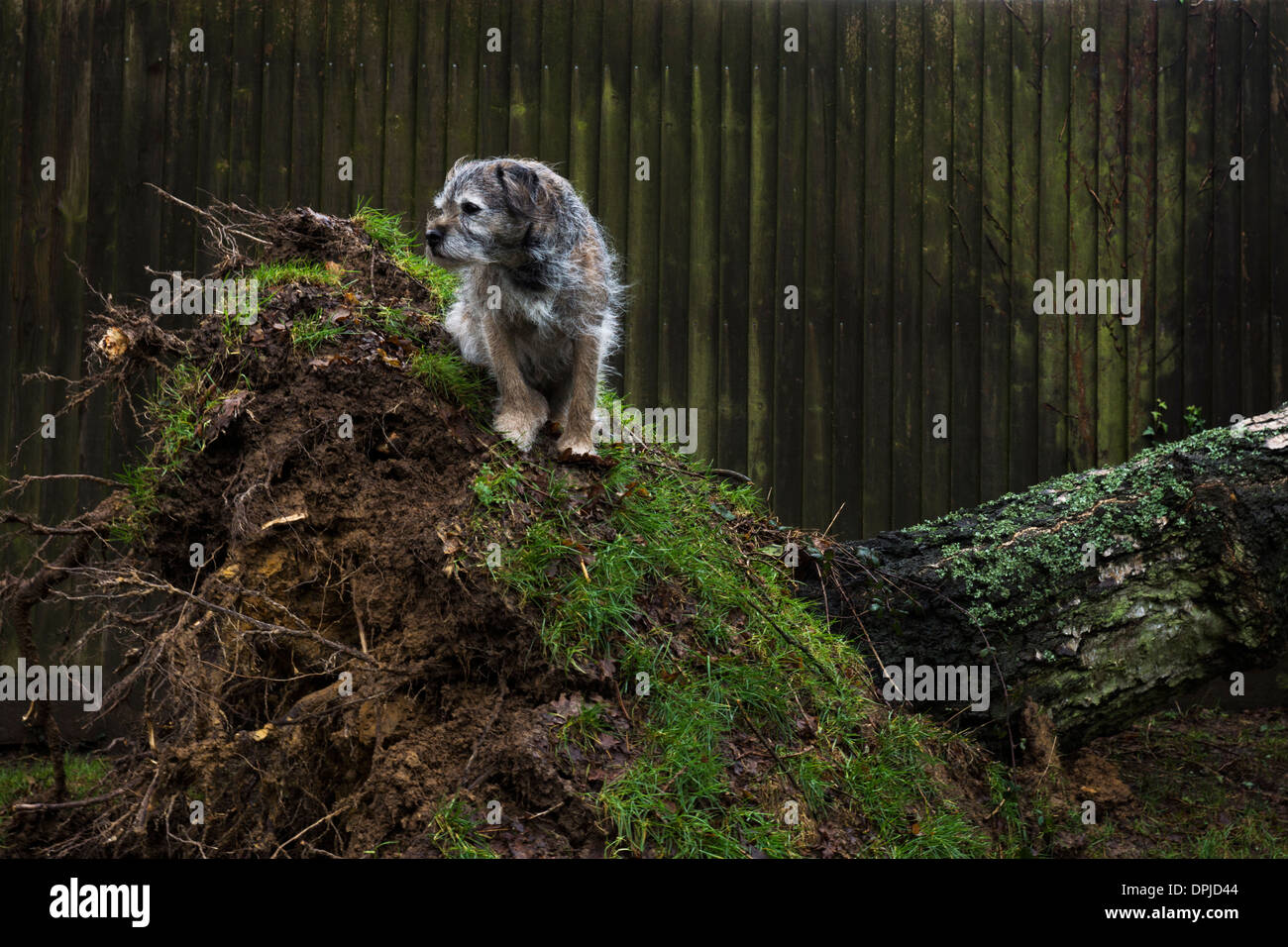 Border terrier cane al di fuori del nastro in betulla Foto Stock