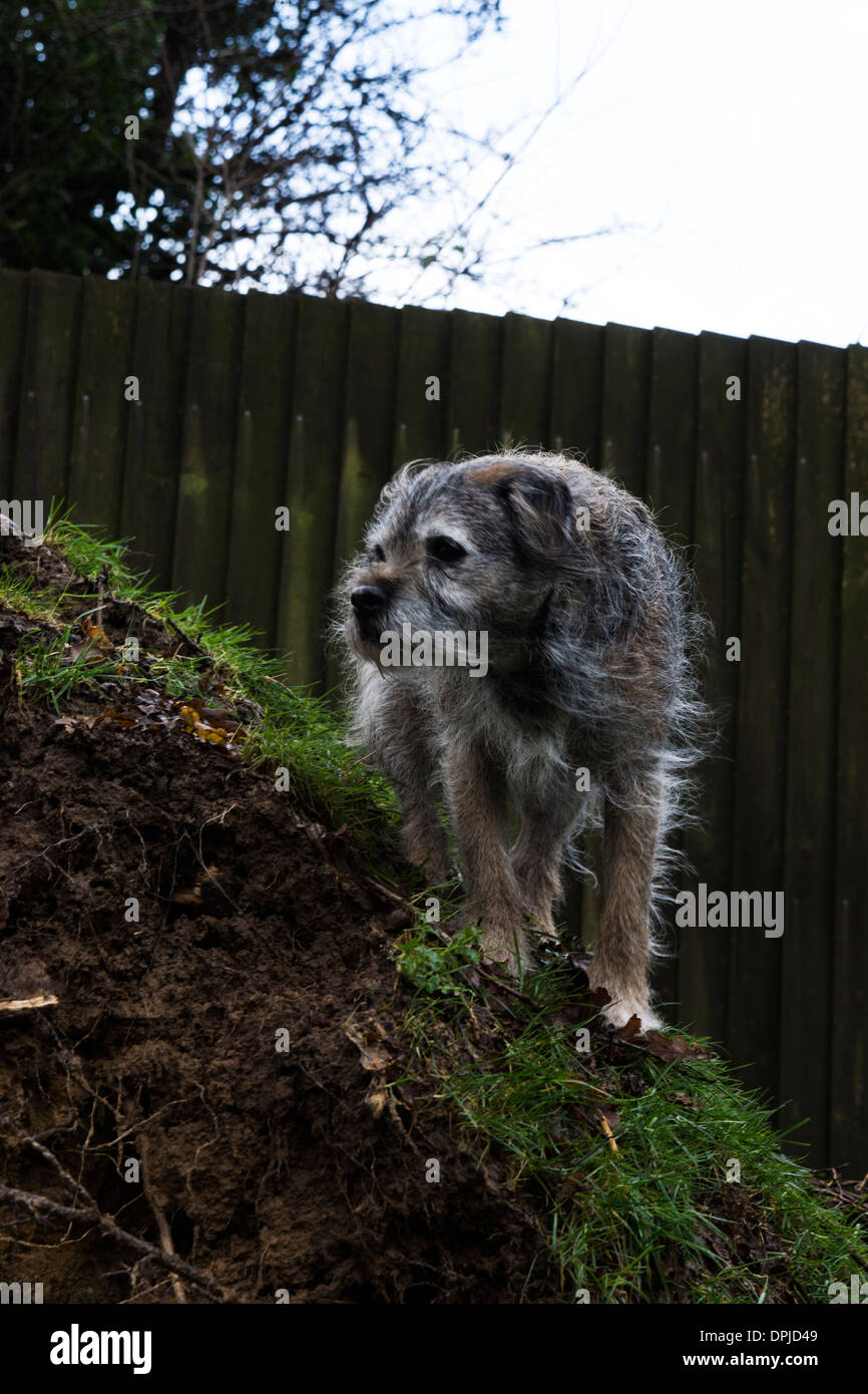 Border terrier cane al di fuori del nastro in betulla Foto Stock