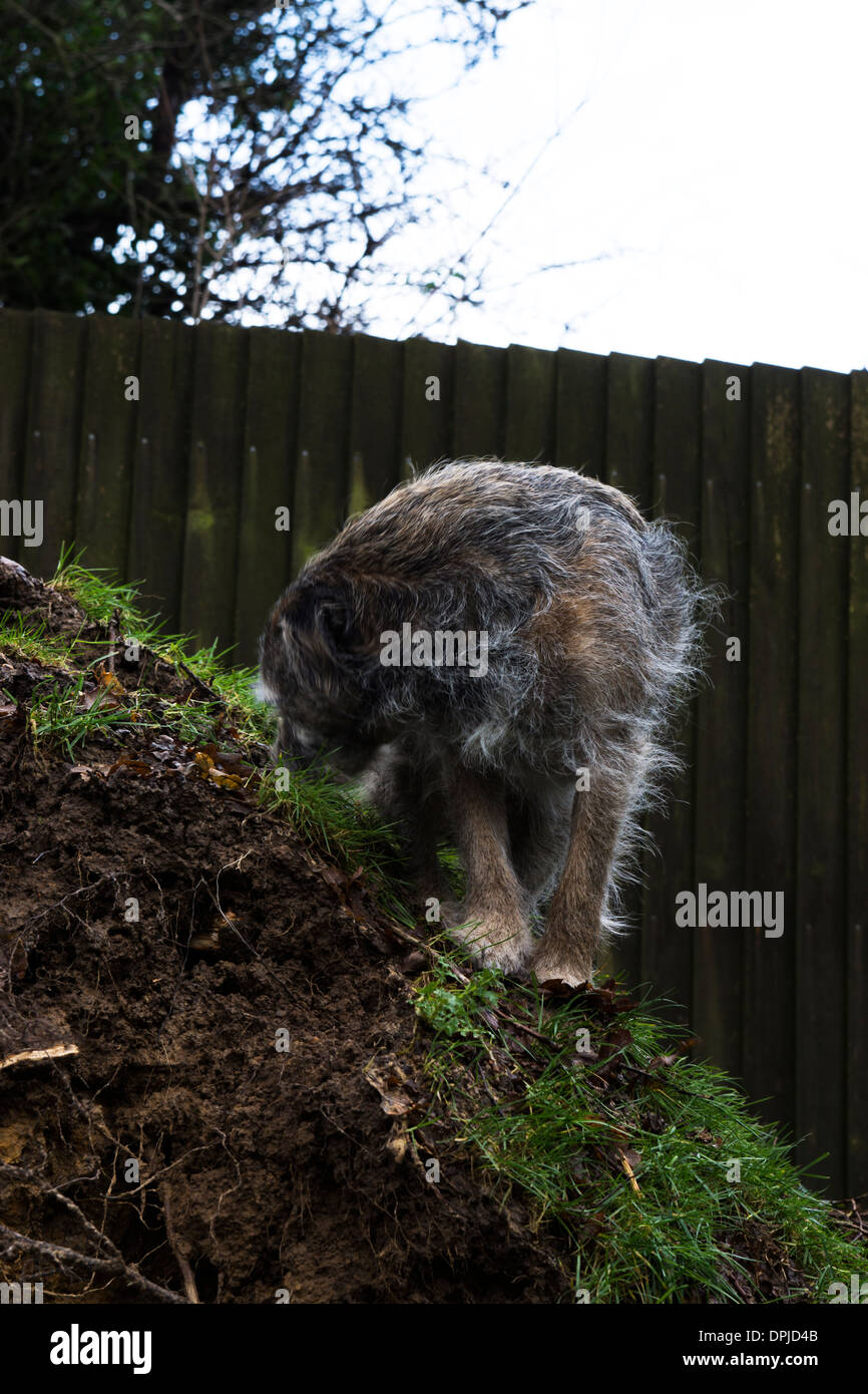 Border terrier cane al di fuori del nastro in betulla Foto Stock
