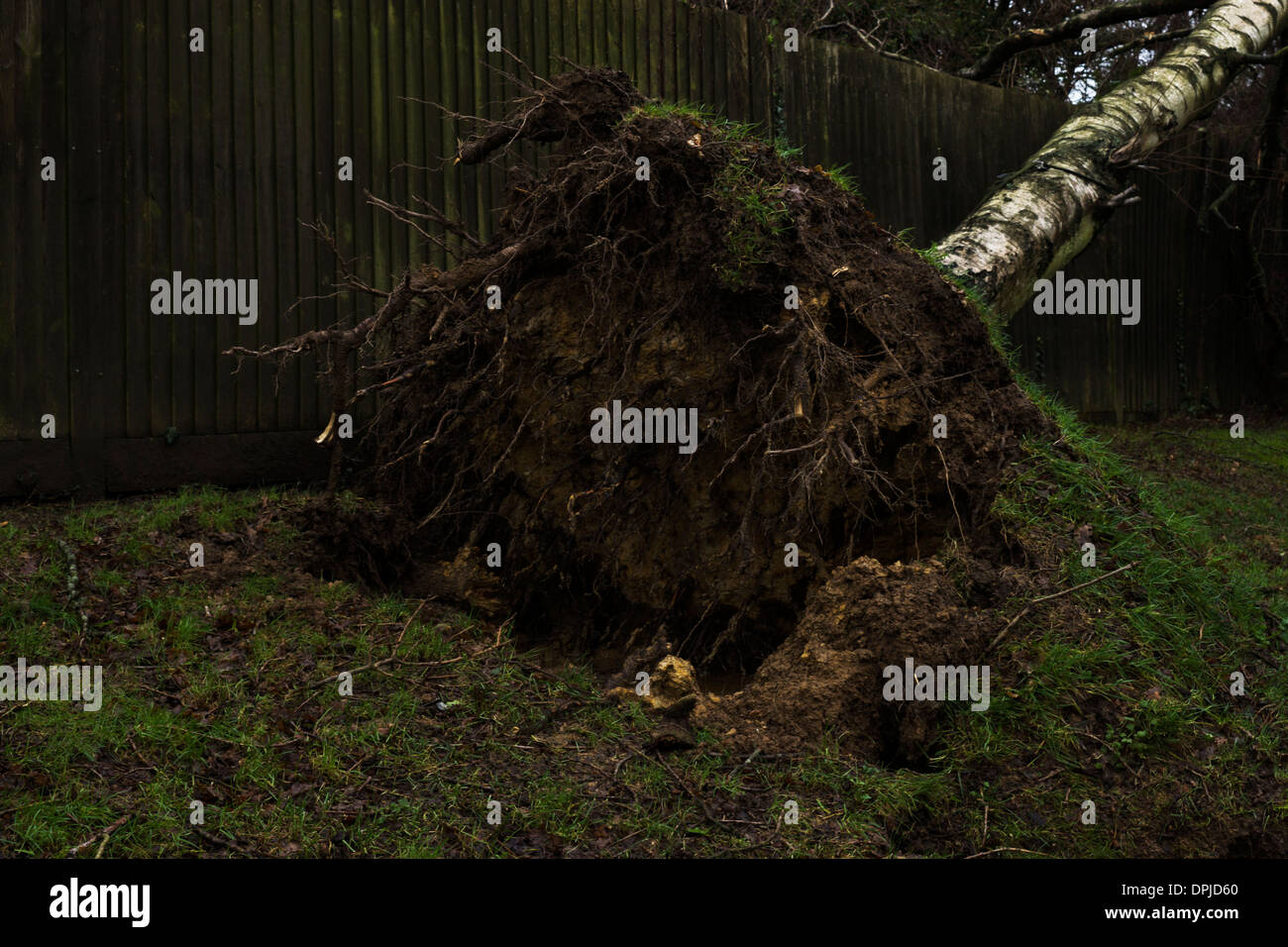 Caduto in argento radici di betulla albero giardino recinto Foto Stock