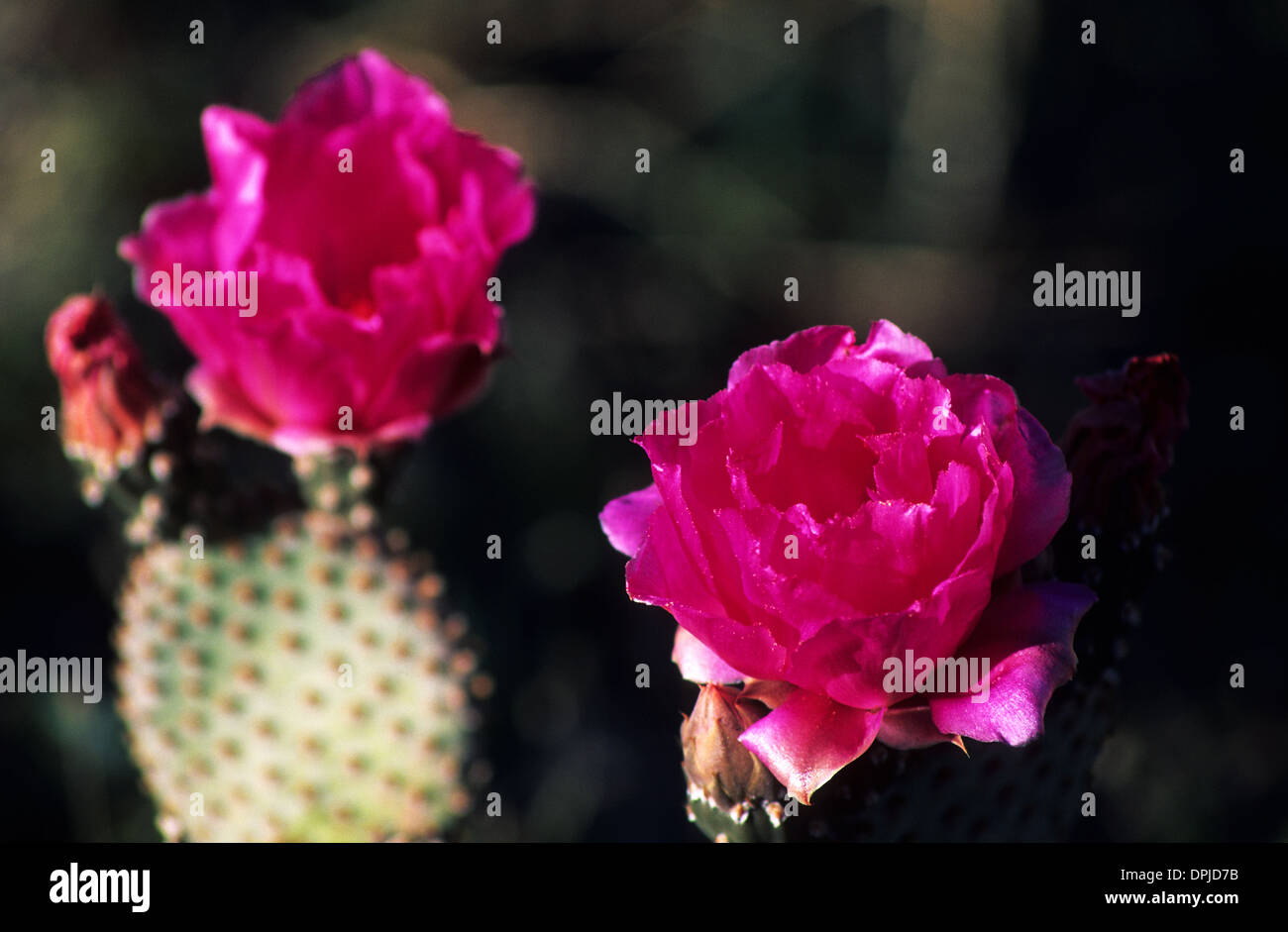 Elk248-1808 California, Parco Nazionale della Valle della Morte, display di primavera di fiori, cactus coda di castoro Foto Stock