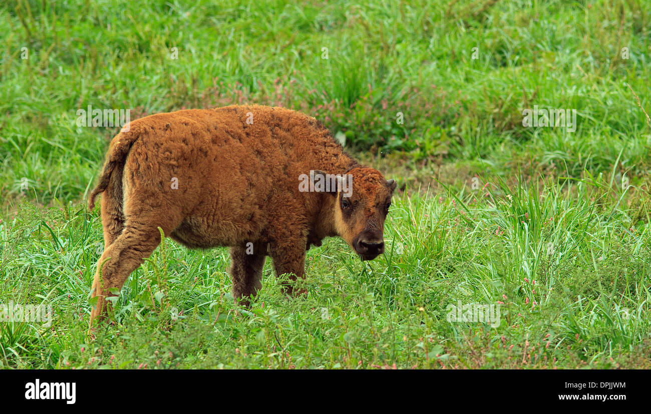 I giovani i bisonti americani (Bison bison) in un campo. Foto Stock I giovani i bisonti americani (Bison bison) in un campo. Foto Stock
