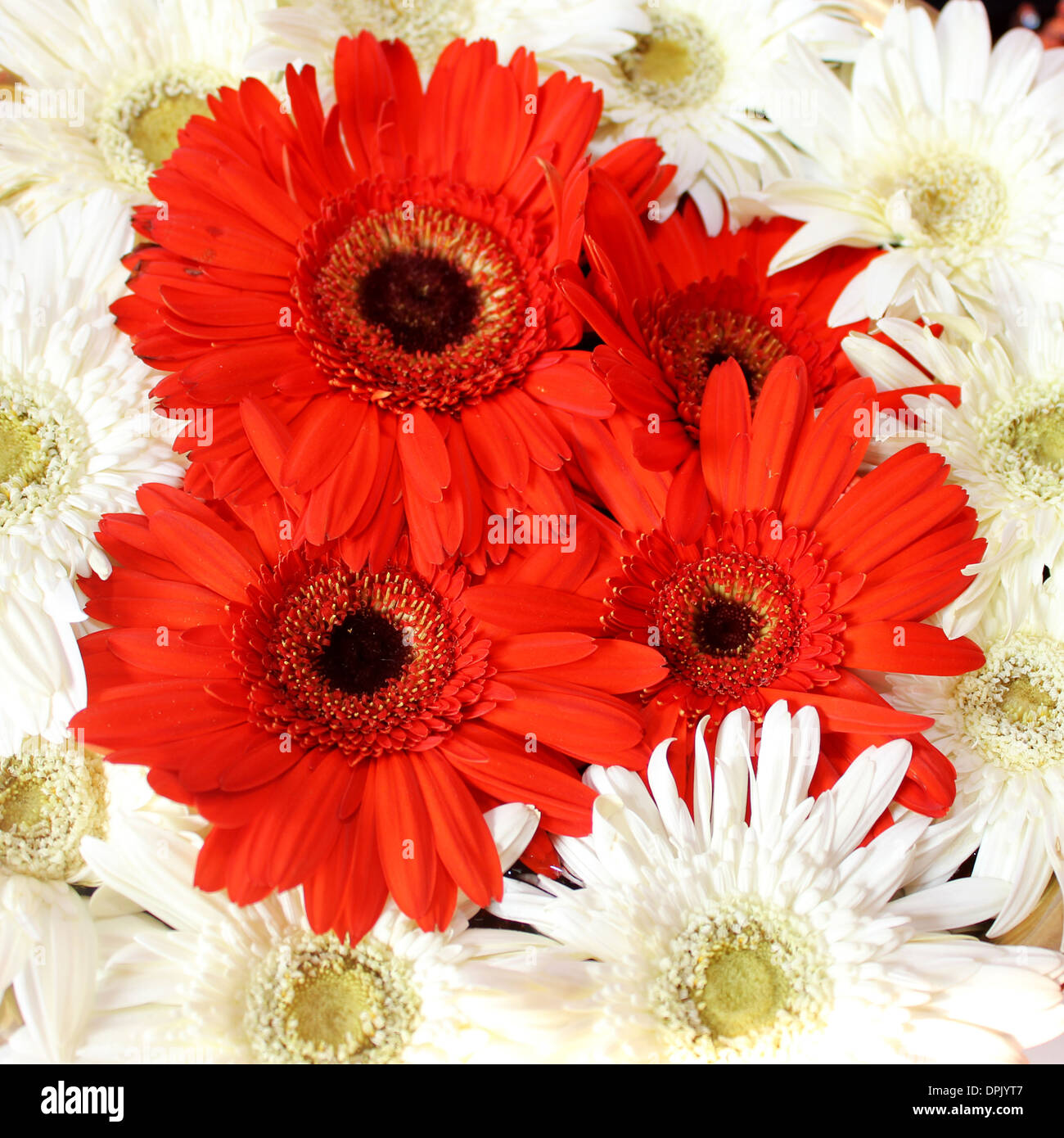 Natural gerbere rosse e fiori di colore bianco Foto Stock