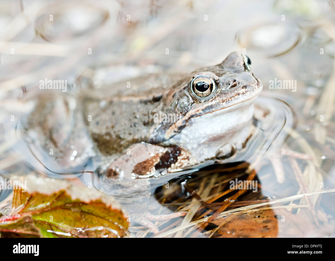 Piccola rana di erba seduti in acqua Foto Stock