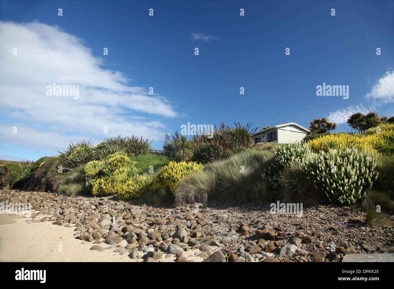 I lupini e piante di lino formare fasce di colore alla luce fino alla spiaggia di Baia di curiosita', Isola del Sud, Nuova Zelanda Foto Stock