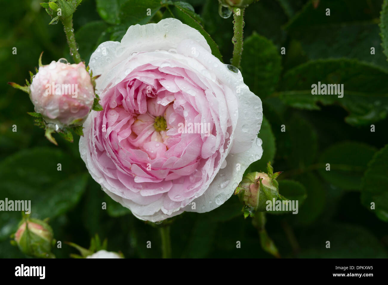 Rose 'Prolifera de Redouté' Foto Stock